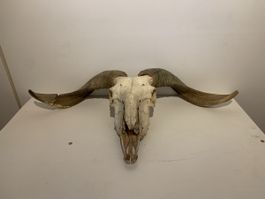 Widderschaf Tierschädel
