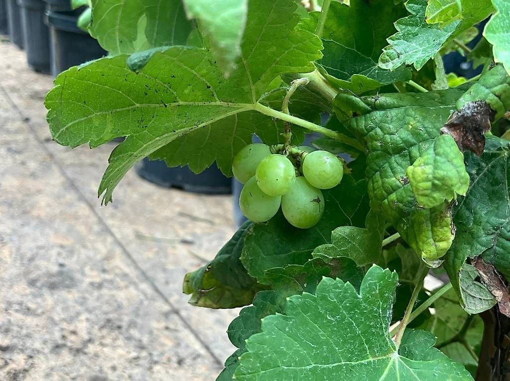 Piante & sementi: Weinreben – Nuovo e nell'imballaggio originale da Zuckenriet venduto da Thur_Plant 3