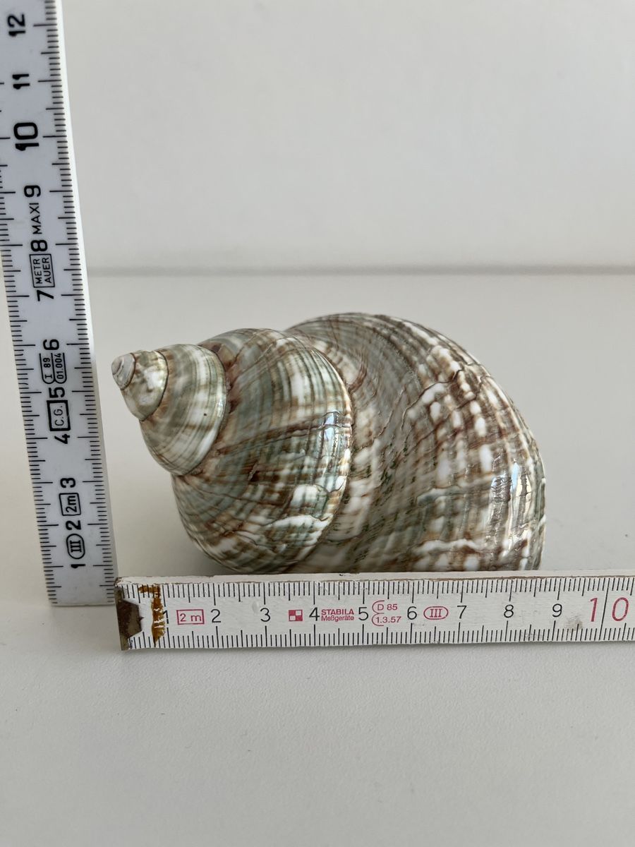 Tutte le decorazioni: Meeresschnecke – Usato da Wetzikon ZH venduto da seli03 8