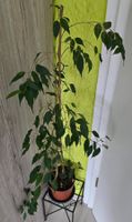 Ficus Benjamini Zimmerpflanze