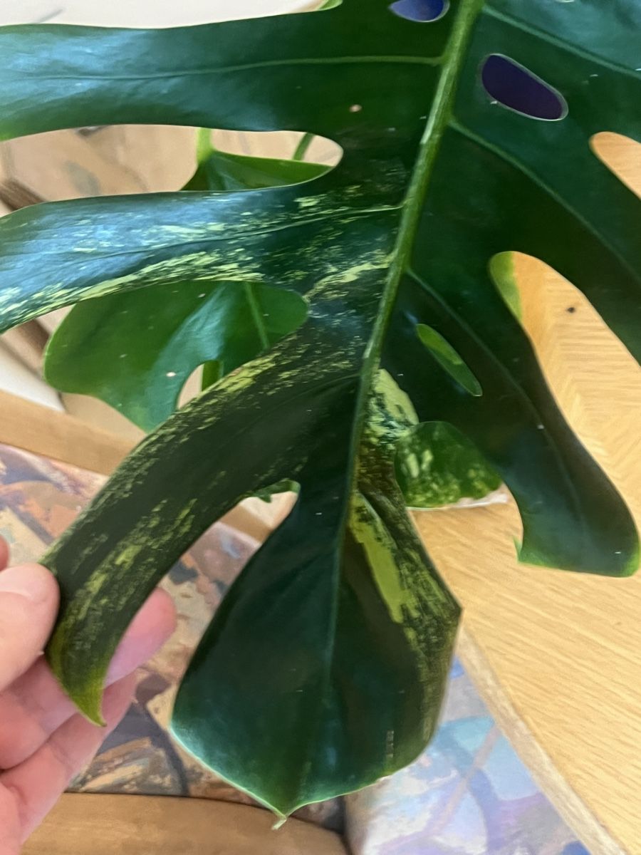 Piante & sementi: Farbige Monstera Variegata aurea – Usato da Oftringen venduto da Ramsesundosiris 3