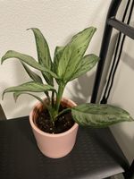 Aglaonema Silver Bay Plant with nice pot