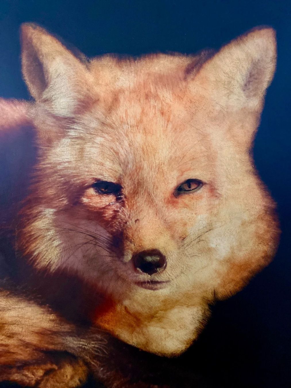 Foto & Immagini: Gemälde Fuchs Dawne Raulet 152cm x 122cm – Nuovo (secondo la descrizione) da Beinwil am See venduto da SybilleStuff 1