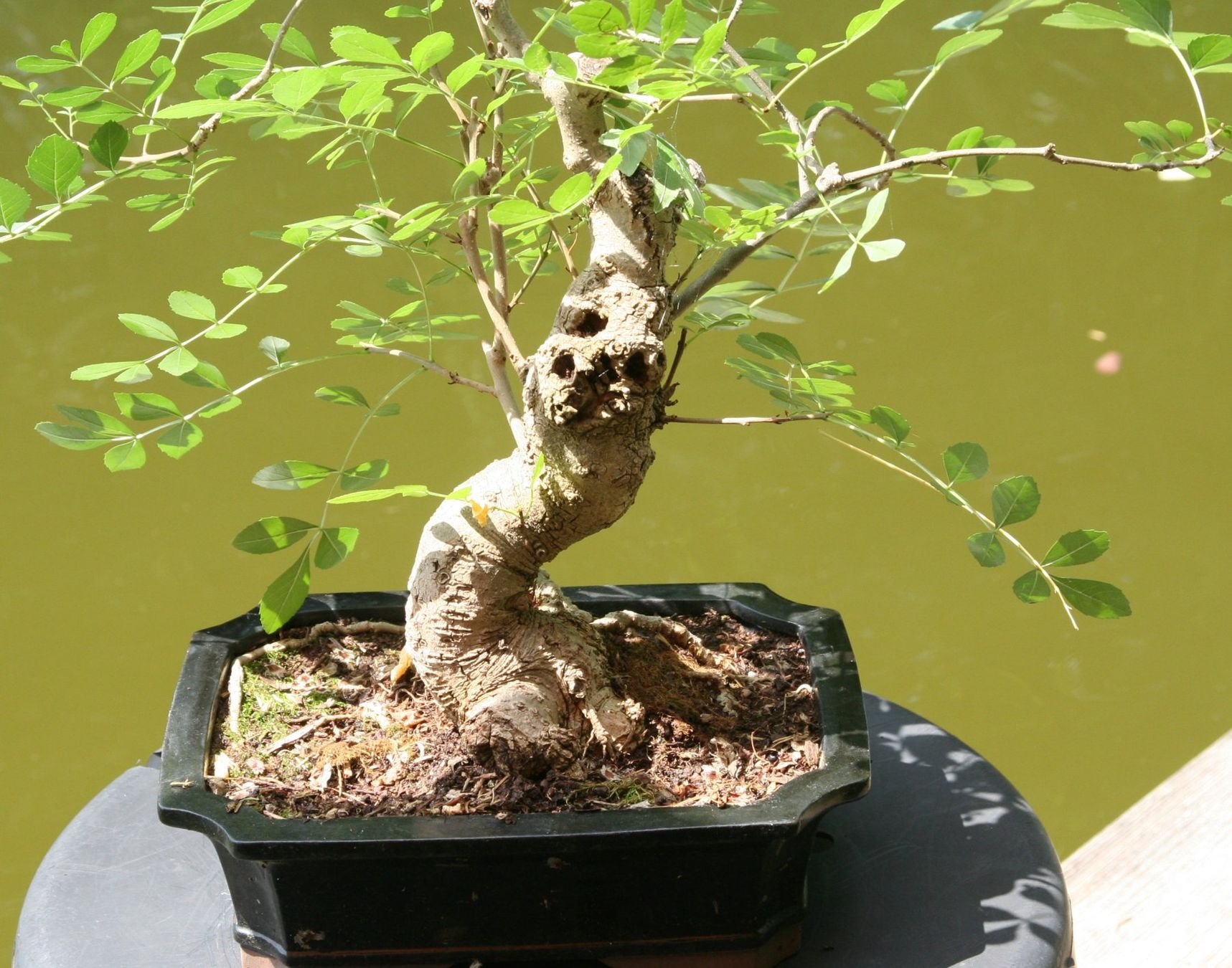 Pflanzen & Samen: BONSAI  -  Esche – Gebraucht aus Gretzenbach von Sikim 2