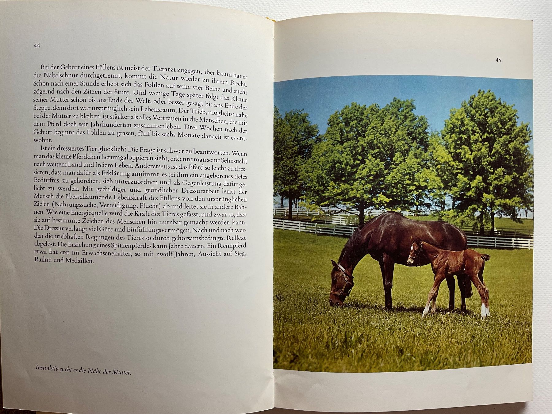 Libri: Tierkinder - Max Derner, Rarität – Nuovo (secondo la descrizione) da Meggen venduto da BookRevivals 4