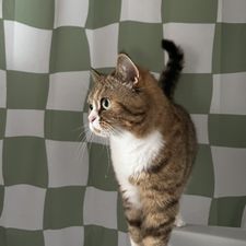 Profile image of moa_hb6s
