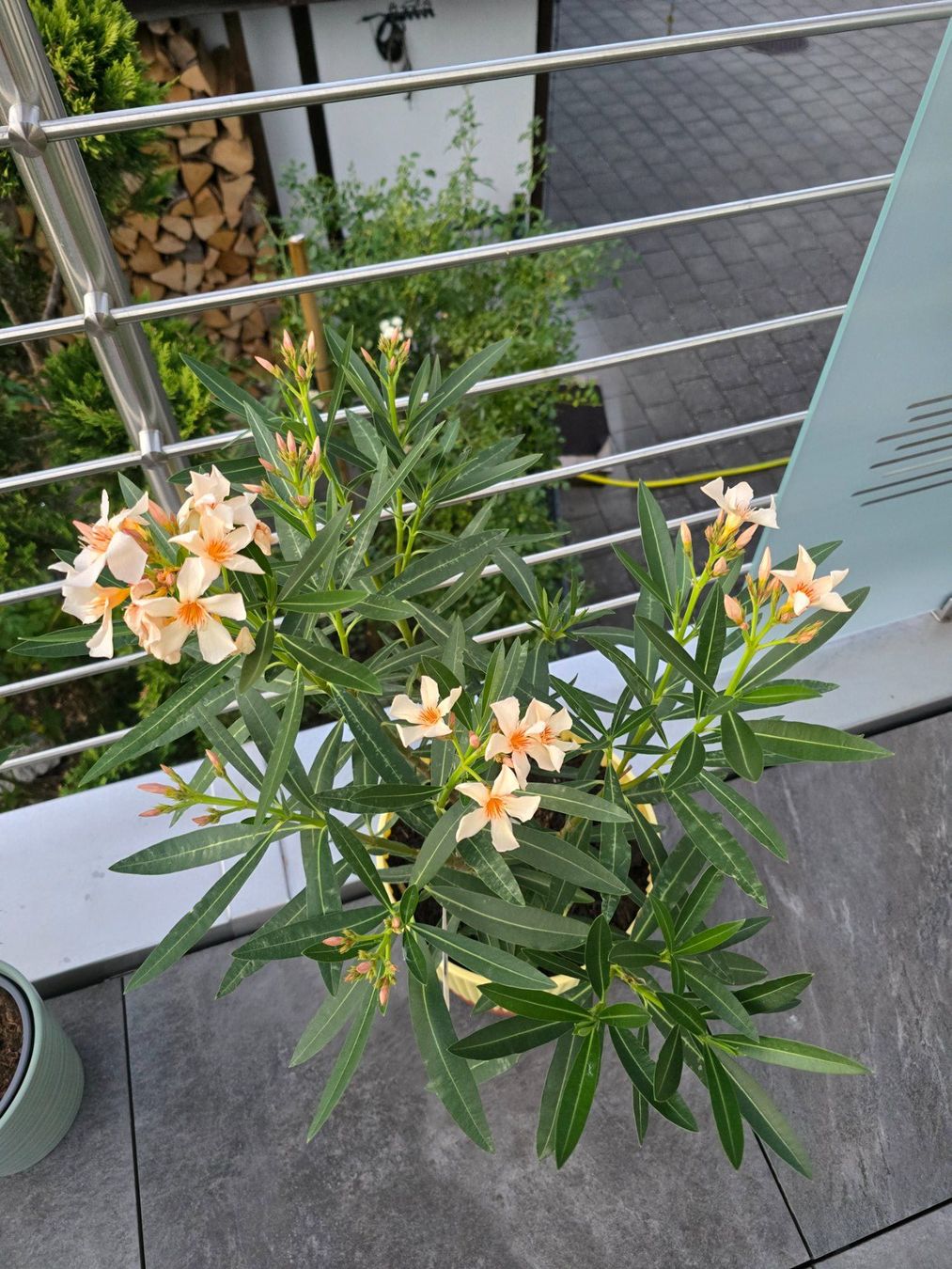 Plantes & graines: Schöner Oleander mit Topf – D'occasion à Aarburg par popkorn65 2