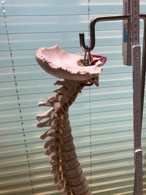 Attrezzature mediche: Flexible Wirbelsäule mit Stativ – Usato da Rieden AG venduto da willy52 2