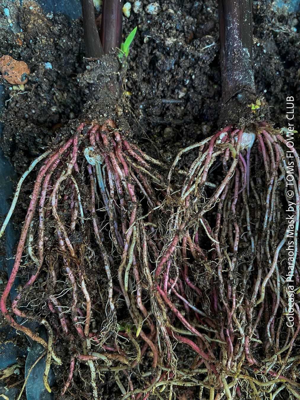 Piante & sementi: Colocasia Pharaohs Mask - 100% Bio-Pflanze – Nuovo e nell'imballaggio originale da Adliswil venduto da astom369 2