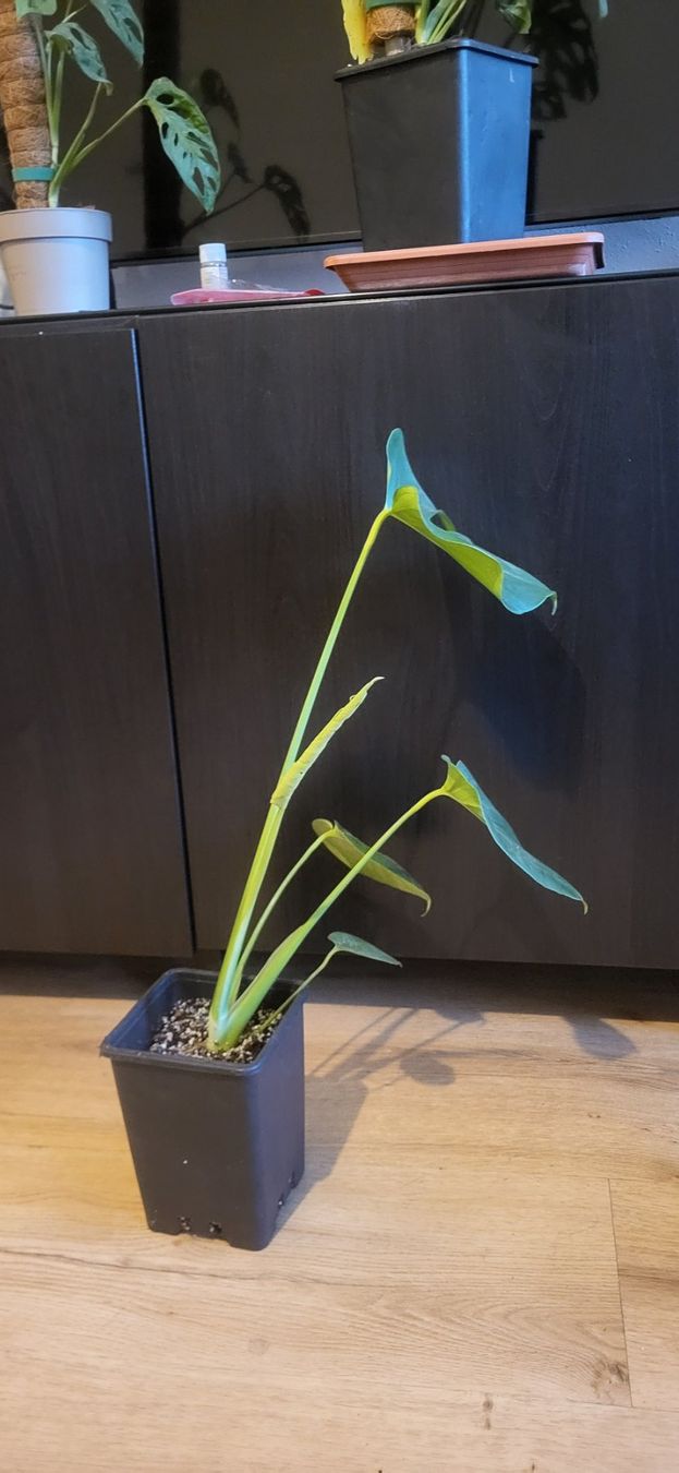 Piante & sementi: Monstera Deliciosa M/L – Usato da Pregassona venduto da maslud 4