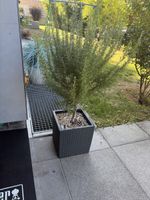 Rosmarin Hochstamm in Lechuza Pflanzgefäss schwarz