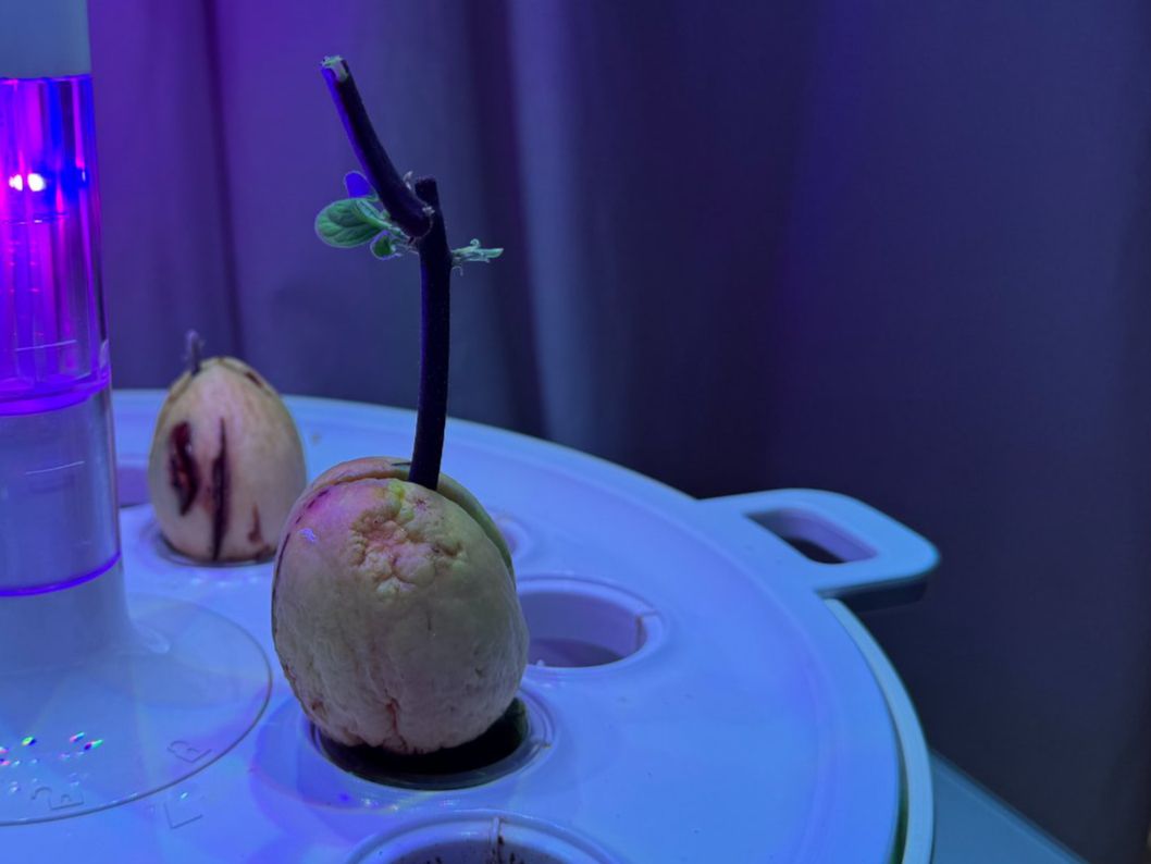 Pflanzen & Samen: Avocado tree (young age) – Neu (gemäss Beschreibung) aus Schlieren von Edgar_k