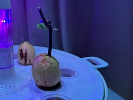 Avocado tree (young age)