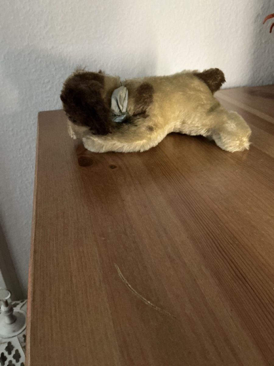 Steiff Giocattoli: Steiff Floppy Cockie Cocker Spaniel – Usato da Basel venduto da S.Wehrli72 3