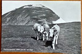 AK: Grindelwald - Faulhorn Berghotel mit Kühen