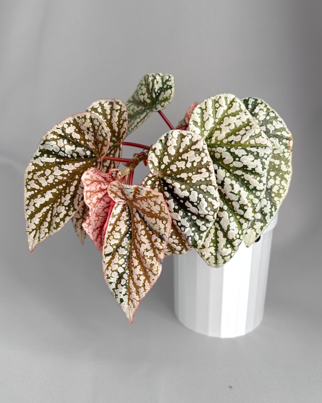 Piante & sementi: Begonia Snow Capped Variegata – Nuovo (secondo la descrizione) da Seuzach venduto da ani_ma 1