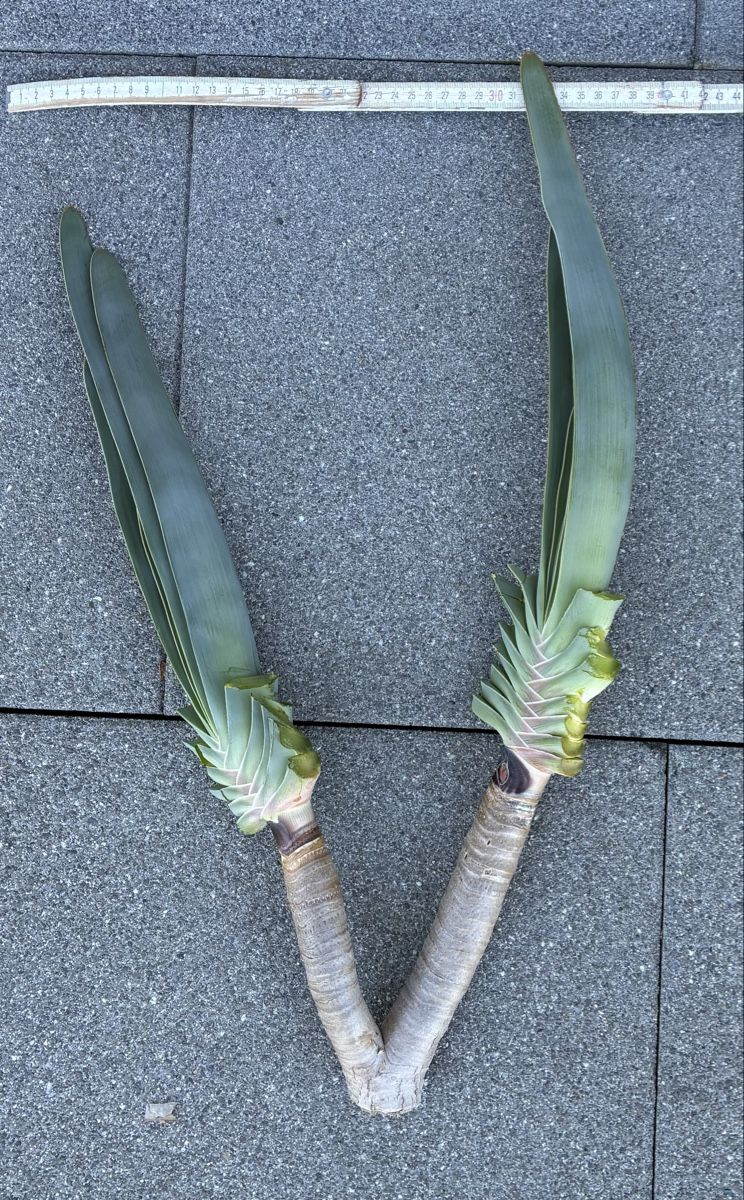 Piante & sementi: Aloe plicatilis – Nuovo (secondo la descrizione) da Altendorf venduto da Monteiroastrild 1