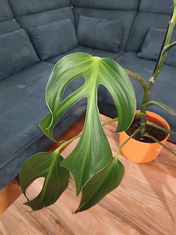 Piante & sementi: Monstera burle marx flame – Usato da Kaisten venduto da lys_zzy8 4