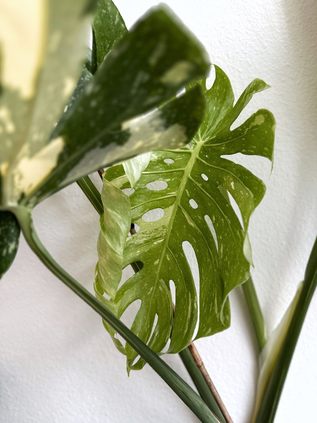 Piante & sementi: Monstera Thai Constellation – Nuovo (secondo la descrizione) da Bern venduto da Lucas_Ma 2