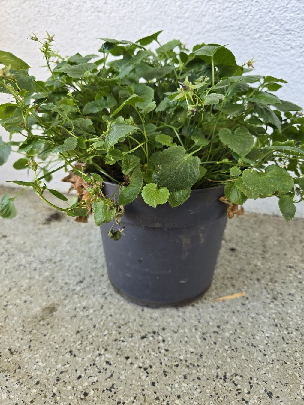 Piante & sementi: Winterharte Glockenblume – Usato da Rickenbach b. Wil venduto da Kth_v8 1