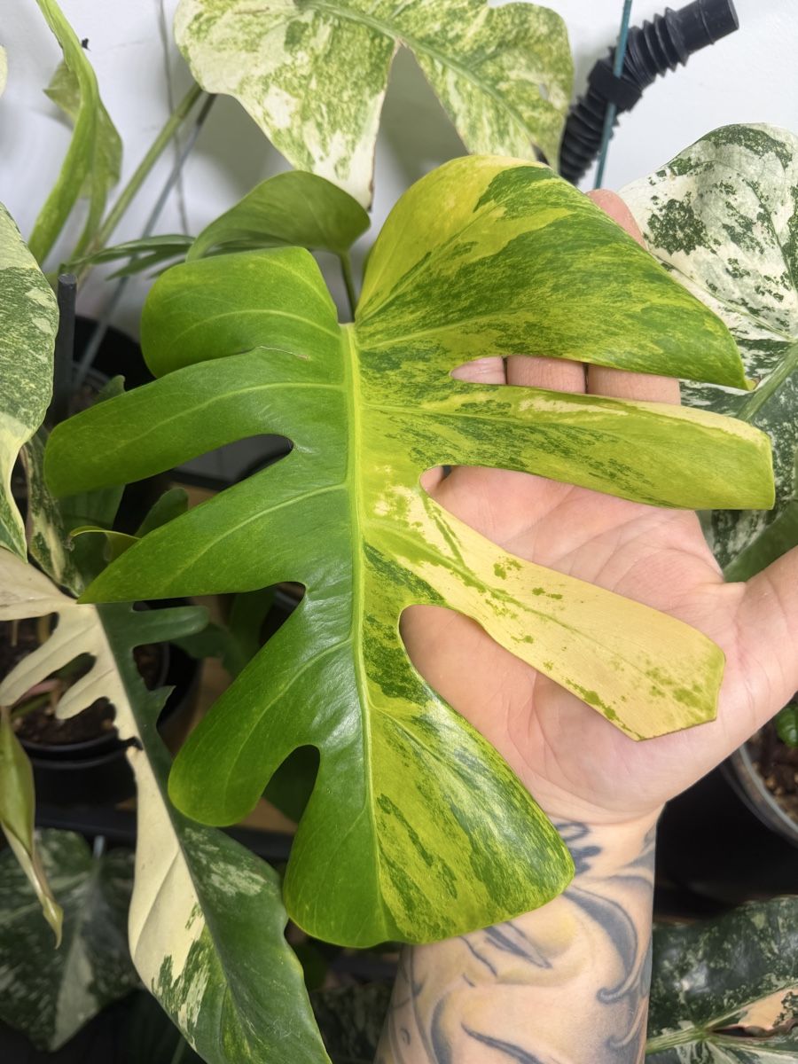 Piante & sementi: Monstera Green on Green TRICOLOR – Usato da Losone venduto da Dan_Monroe