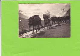 Maultierpost von Saas-Fee nach Stalden--1929, E. Gyger