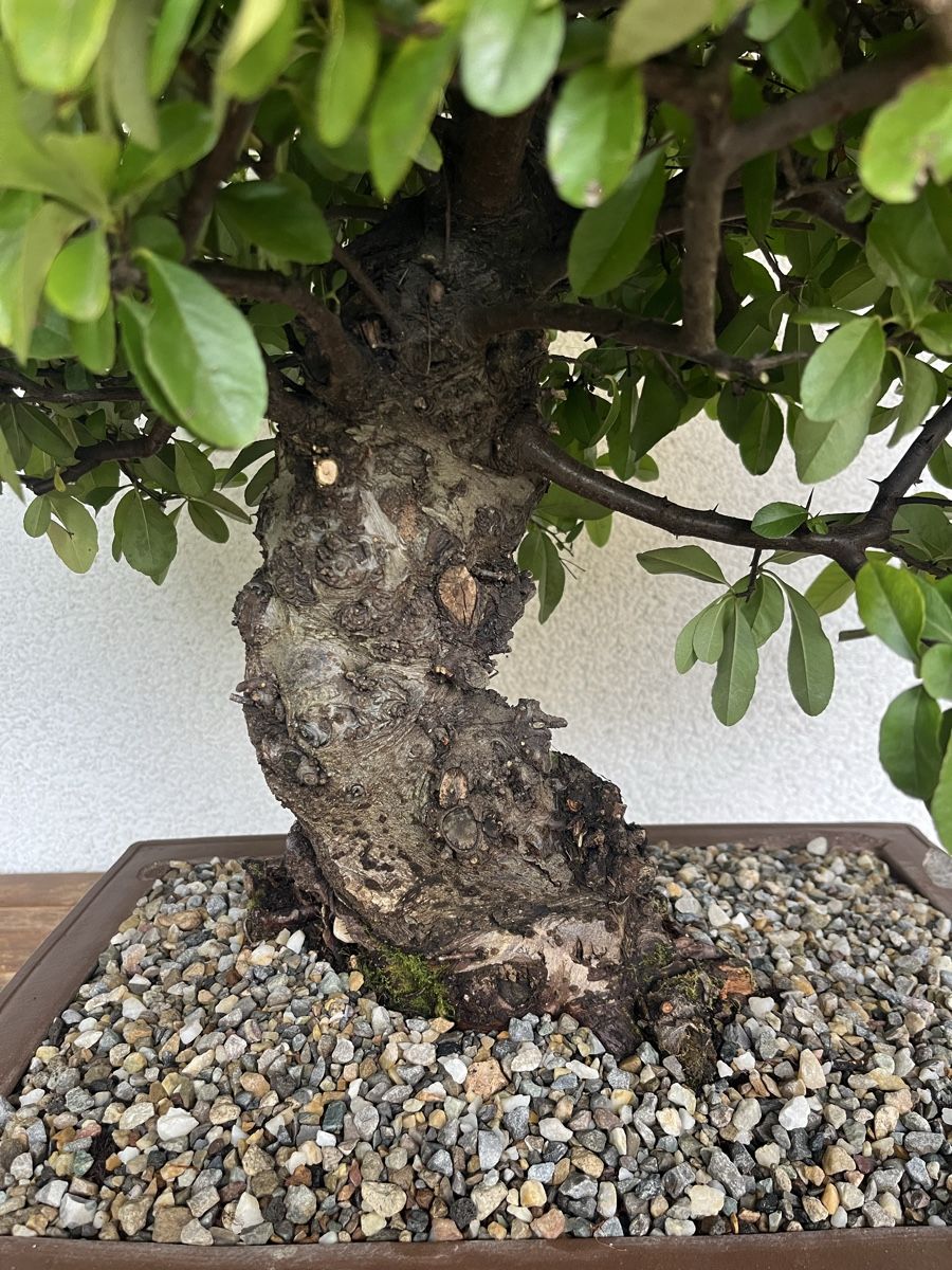 Piante & sementi: Feuerdorn Bonsai 90,0 cm – Nuovo e nell'imballaggio originale da Hettlingen venduto da BonsaiNaturist.com 5