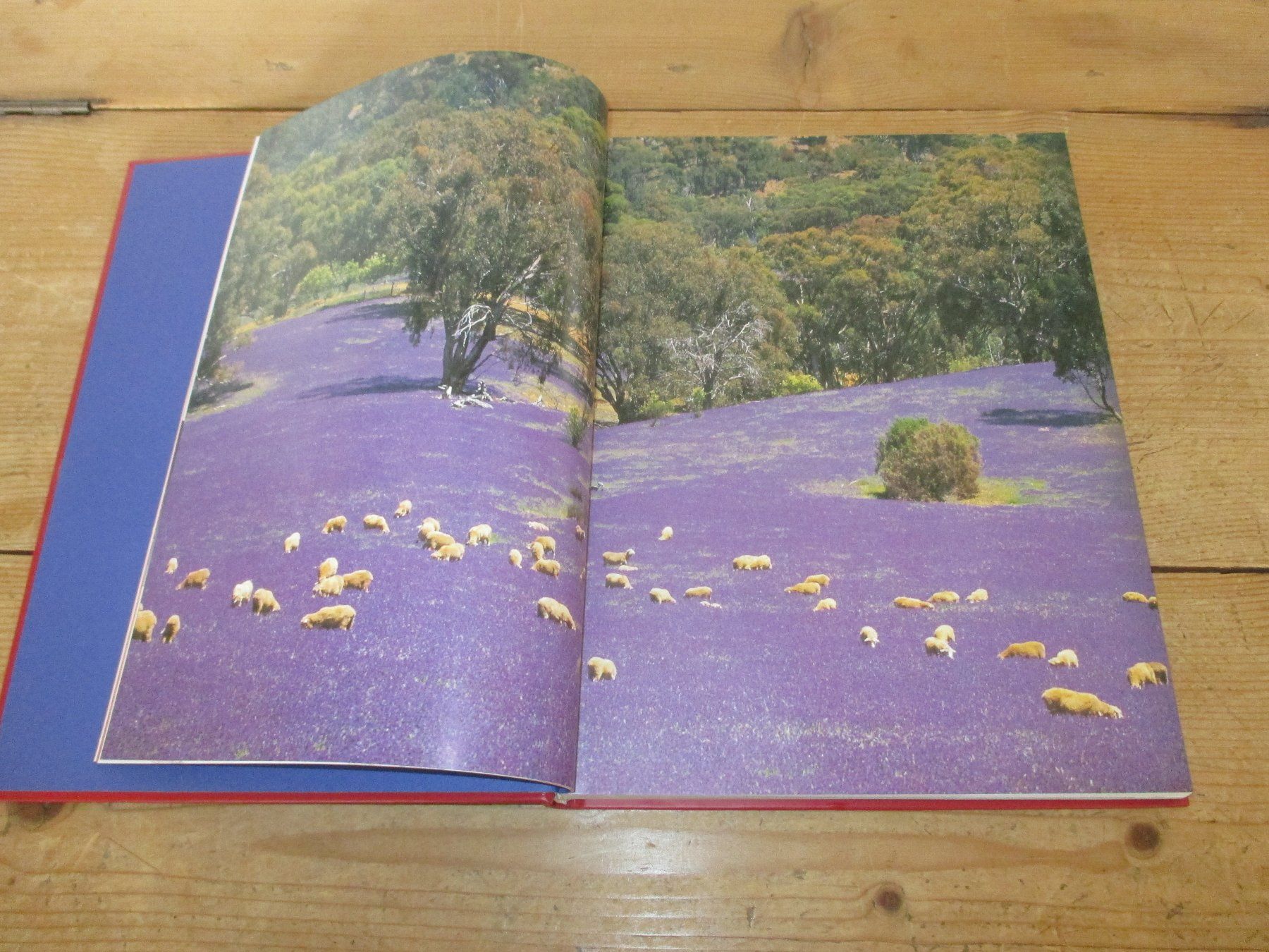 Libri: Australien – Nuovo (secondo la descrizione) da Flims - Dorf venduto da Stagediver 1