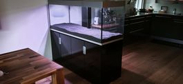 EHEIM Incpiria 500 Aquarium Inkl LED / Filter / UV-C
