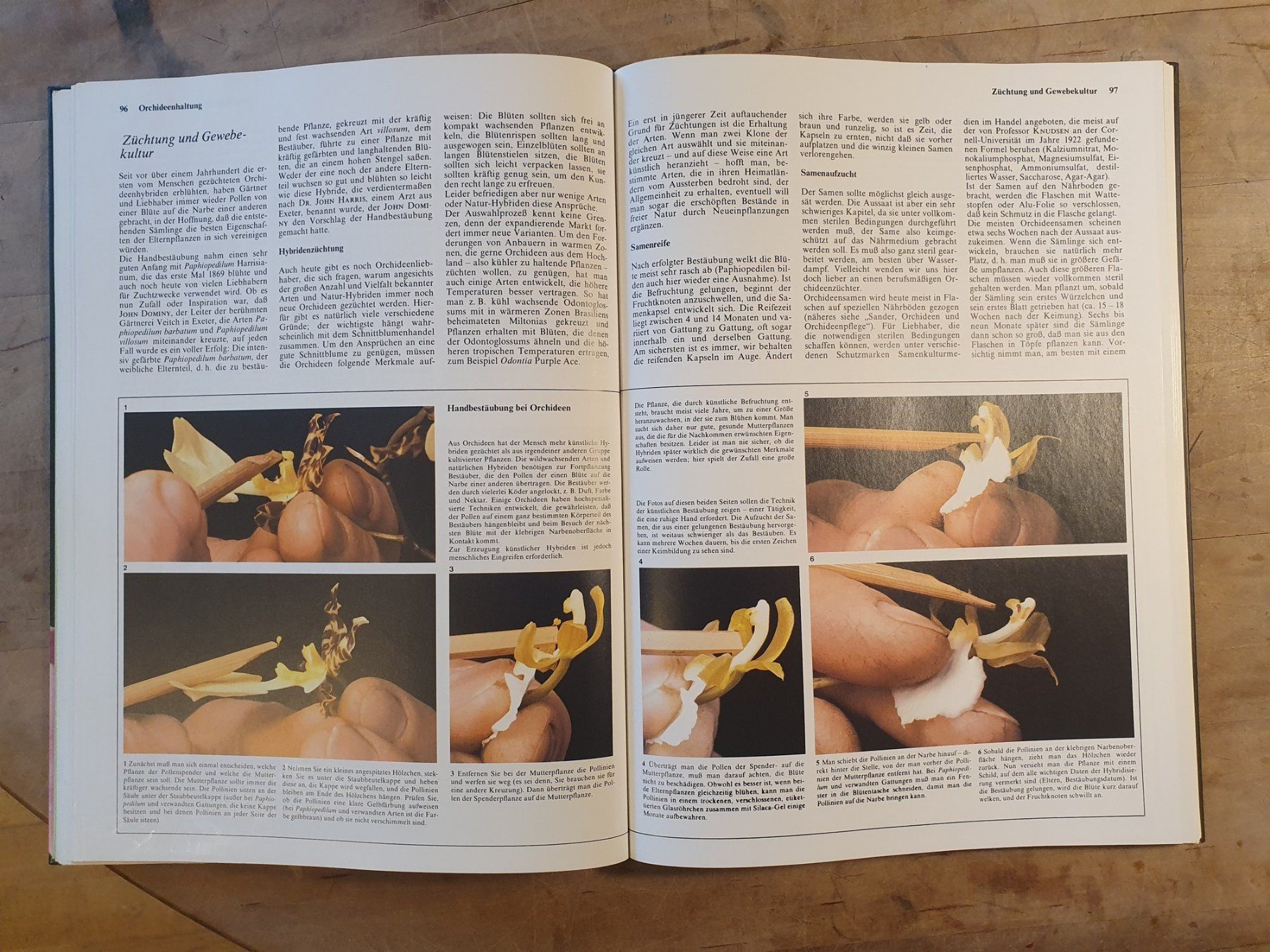 Libri: Orchideen Jack Kramer Weltbild – Usato da Zürich venduto da loosebone 3