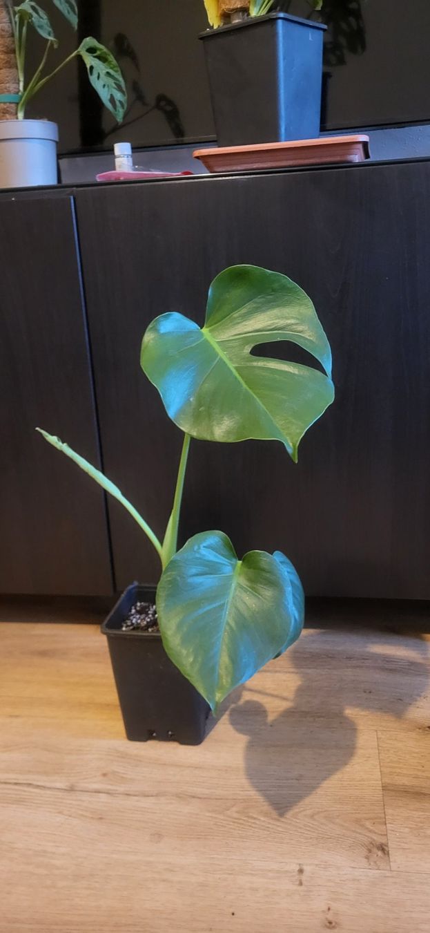 Piante & sementi: Monstera Deliciosa M/L – Usato da Pregassona venduto da maslud 3