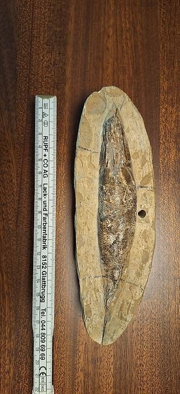 Fossili: Fossiler Fisch – Usato da Ettingen venduto da RvZ 2