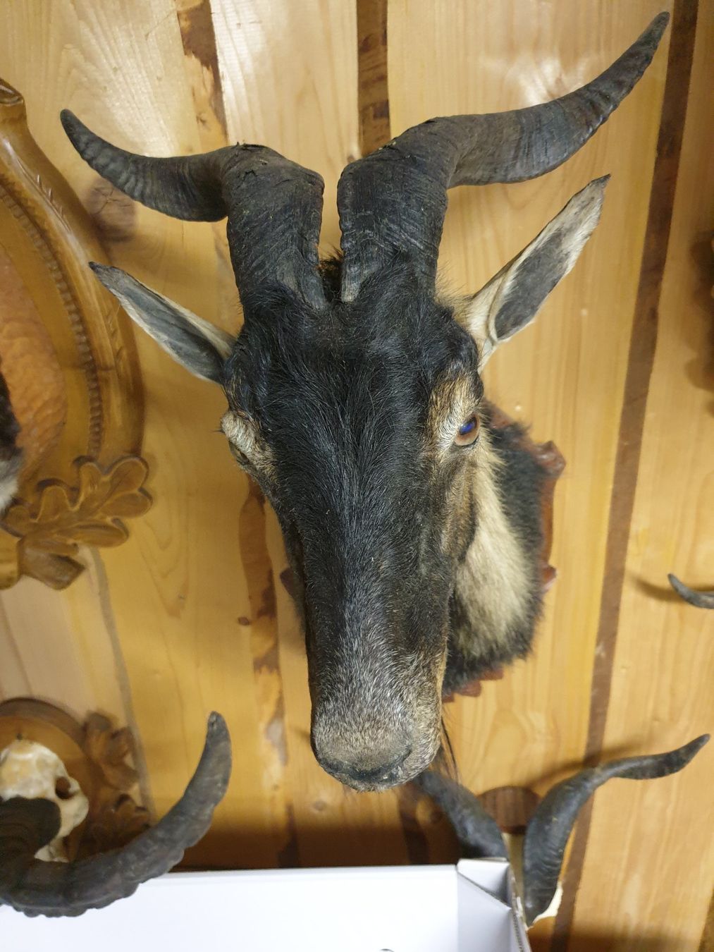 Il mondo degli animali: Bergziege aus Mallorca – Usato da Wiesendangen venduto da franz369