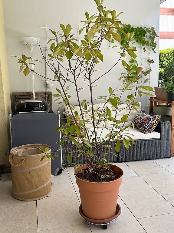 Plantes & graines: Pflanze – D'occasion à Luzern par el_duende