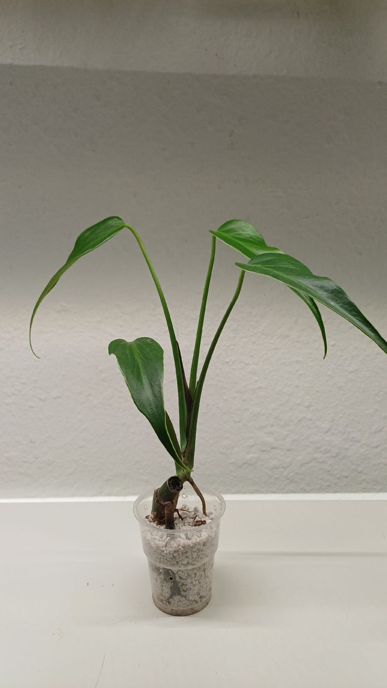 Pflanzen & Samen: Monstera BMF – Gebraucht aus Bern von uwi_8t7x 1