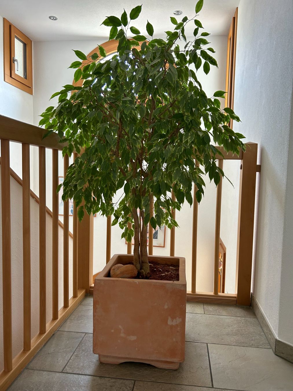 Pflanzen & Samen: Ficus benjamina im Pflanztopf – Gebraucht aus Galgenen von Heili