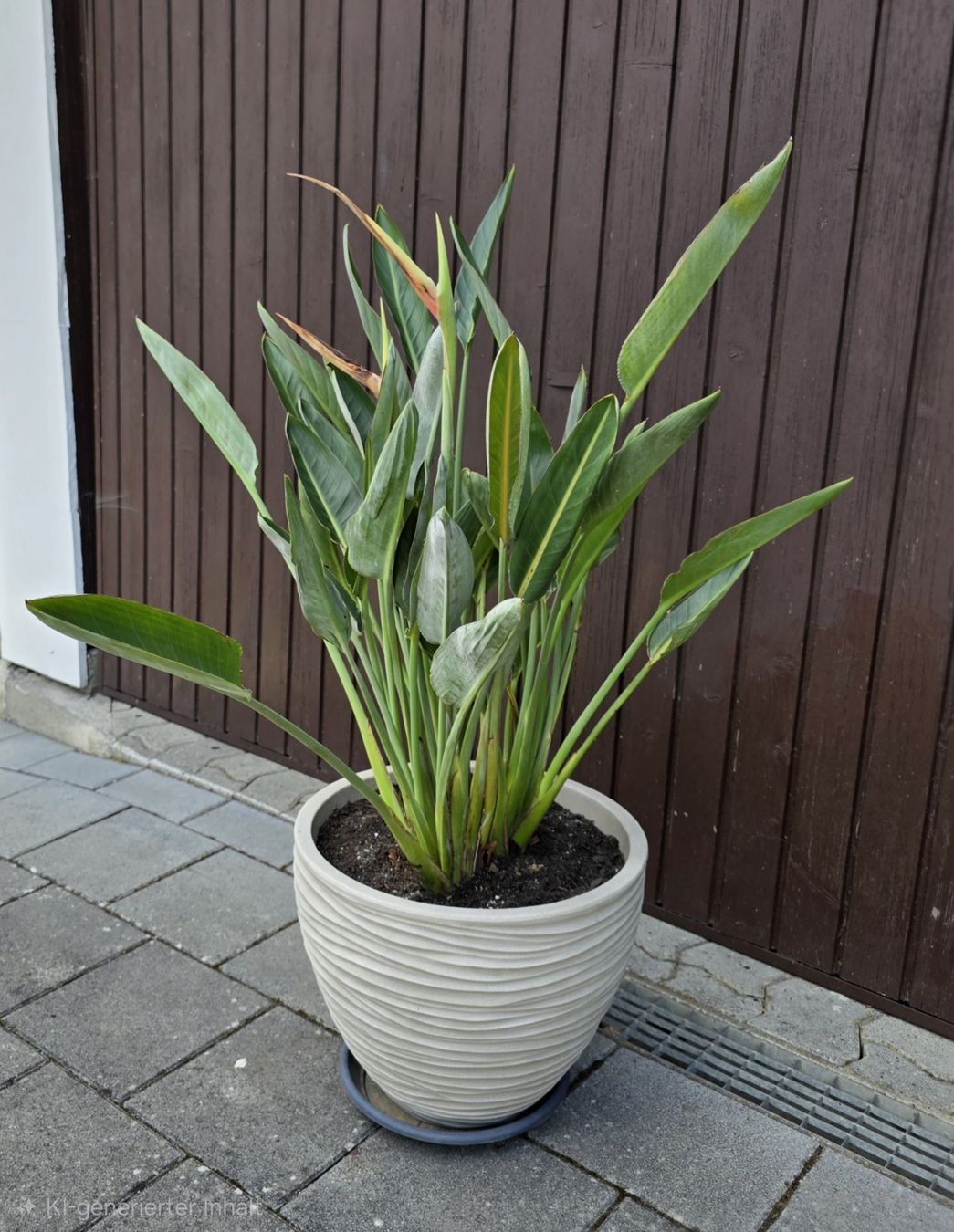 Piante & sementi: Strelitzia reginae inkl. Topf – Nuovo (secondo la descrizione) da Aarburg venduto da popkorn65 4
