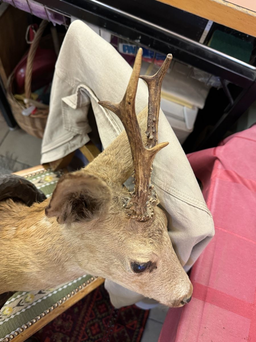 Il mondo degli animali: Rehbock Jagdtrophäe, – Usato da Chur venduto da Meriva0 3