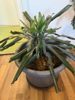 Drachenbaum