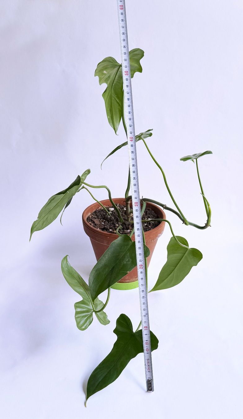 Piante & sementi: PHILODENDRON | Green Dragon***** – Nuovo (secondo la descrizione) da Dübendorf venduto da Orchid18 2