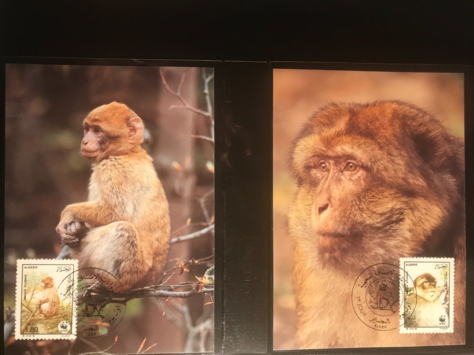 Tutti i francobolli: Algerien 1988 Satz WWF Berberaffe Maximumkarten – Nuovo (secondo la descrizione) da Liestal venduto da schnueps