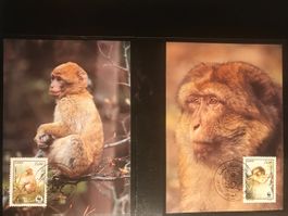 Algerien 1988 Satz WWF Berberaffe Maximumkarten