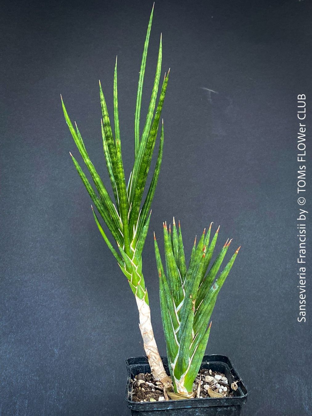 Plantes & graines: Sansevieria Francisii - einzigartig schön - oder? – Neuf avec emballage d'origine à Adliswil par astom369 2