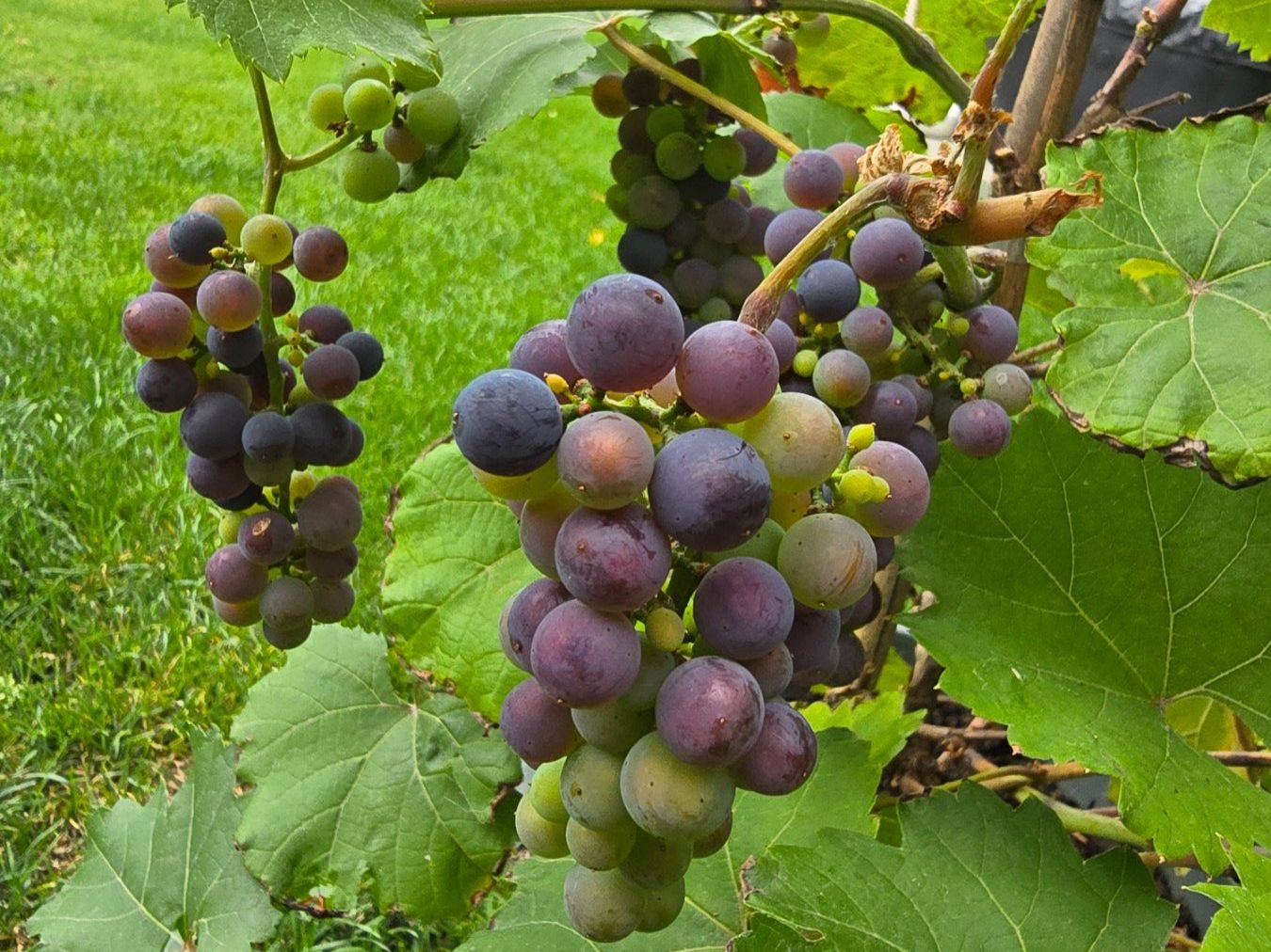 Piante & sementi: VITIS - vinivera "Marechal Foch" Trauben. – Nuovo (secondo la descrizione) da Aarburg venduto da popkorn65 3