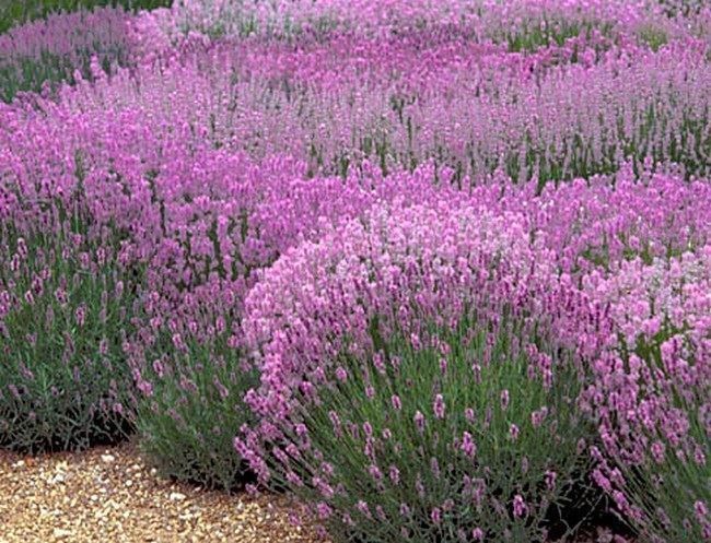 Piante & sementi: Lavande 'Rosea'  2x – Nuovo (secondo la descrizione) da Bremblens venduto da FIBONACCI369