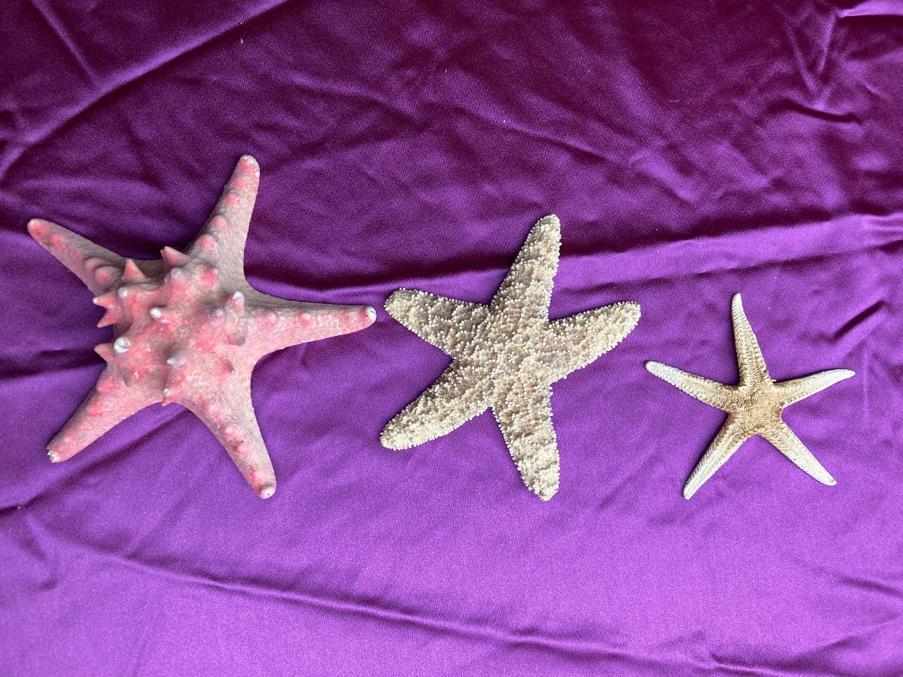 Tutte le decorazioni: Meer- Deko Seesterne, verschiedene Grössen – Usato da Zürich venduto da annaheer13