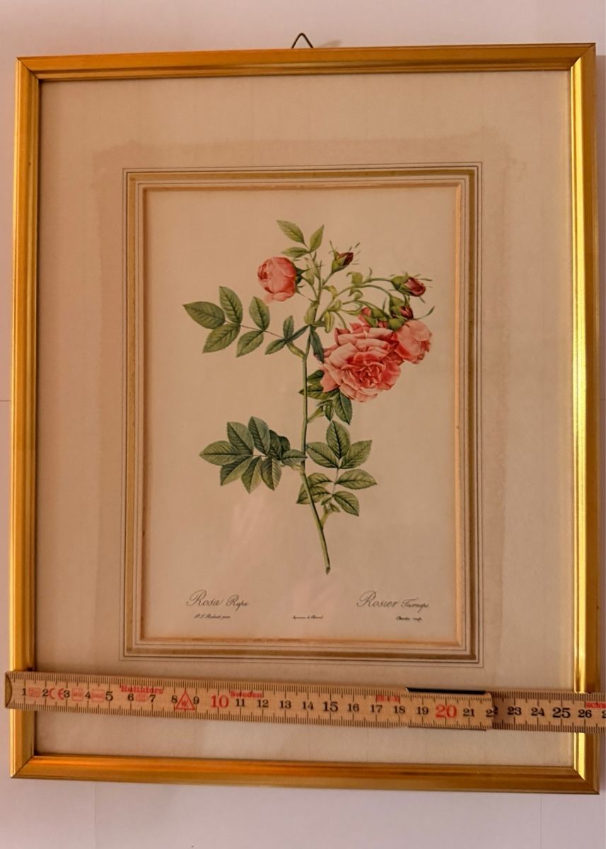 Foto & Immagini: Kunstdruck - Pierre-Joseph Redouté - Rosa Rapa – Usato da Schlieren venduto da KaRoPue 3