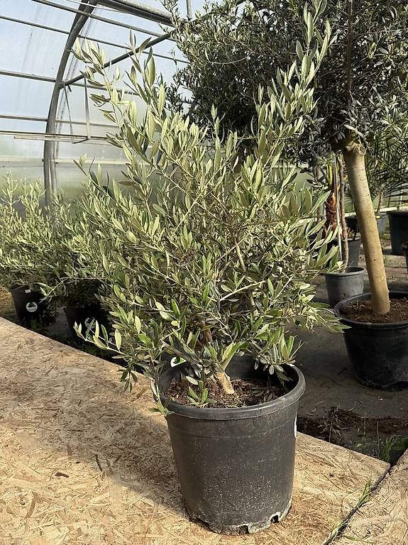 Piante & sementi: Schöner Olivenbaum im Topf – Nuovo (secondo la descrizione) da Zuckenriet venduto da Thur_Plant 2