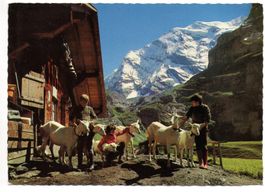 KIENTAL Gamchihütte, Kinder mit Ziegen