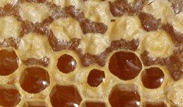 Schweizer Bienenhonig / Waldhonig
